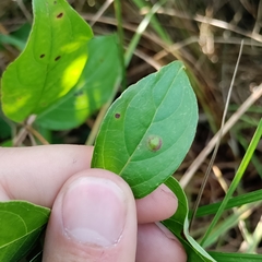 Parallelodiplosis subtruncata