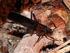 Exogryllacris ornata