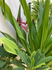 Crinum × amabile