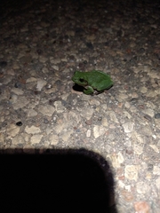 Hyla versicolor