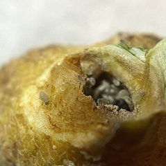 Pemphigus populiglobuli