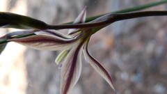 Gladiolus stellatus