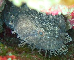 Sanopus johnsoni