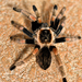 Mexican Orange Beauty Tarantula - Photo (c) alemendozaa, some rights reserved (CC BY-NC)