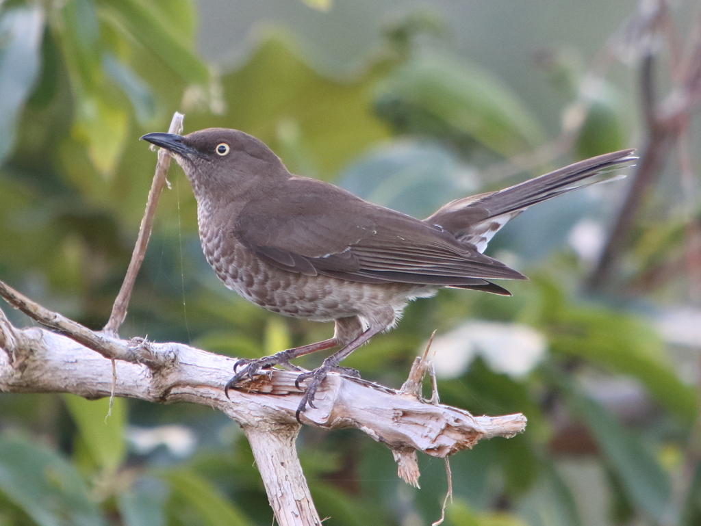 Scaly-Breasted Thrasher