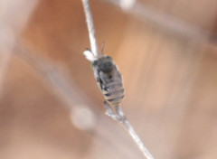 Anthophora curta