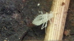 Eucallipterus tiliae