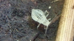 Eucallipterus tiliae