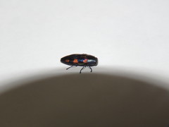Melobasis gratiosissima
