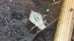 Eucallipterus tiliae