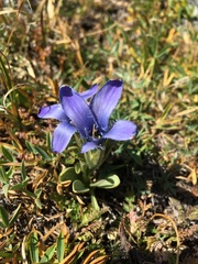Gentianopsis barbellata