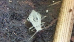 Eucallipterus tiliae