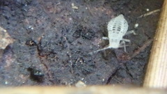 Eucallipterus tiliae