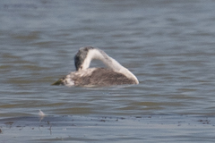 Aechmophorus clarkii