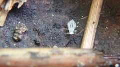 Eucallipterus tiliae