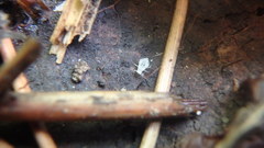 Eucallipterus tiliae