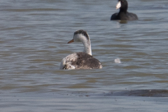 Aechmophorus clarkii