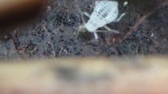 Eucallipterus tiliae