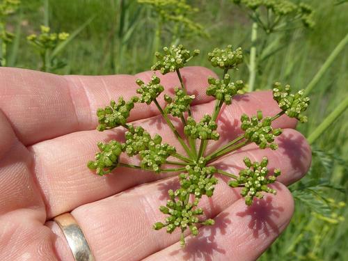 Hemlock (Conium chaerophylloides)