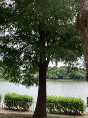 Taxodium distichum
