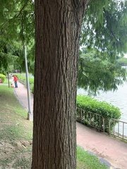 Taxodium distichum