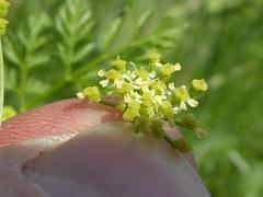 Conium chaerophylloides
