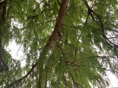 Taxodium distichum