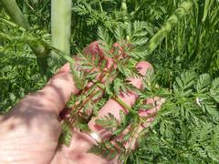 Conium chaerophylloides