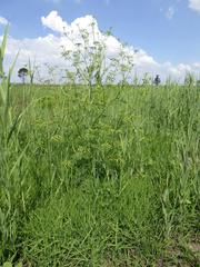 Conium chaerophylloides