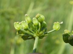 Conium chaerophylloides