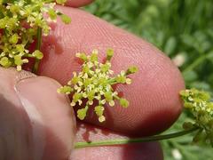 Conium chaerophylloides