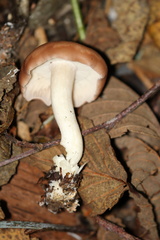 Gerhardtia