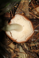 Gerhardtia