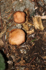 Gerhardtia