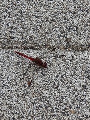 Sympetrum baccha