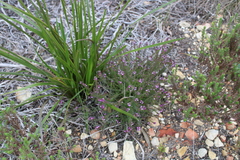 Muraltia chamaepitys