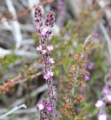 Muraltia chamaepitys