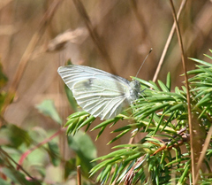 Pieris marginalis