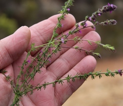 Muraltia chamaepitys