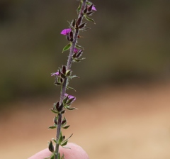 Muraltia chamaepitys