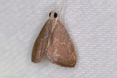 Glaphyria peremptalis