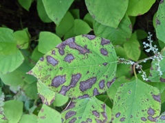 Mycosphaerella polygoni-cuspidati