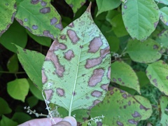 Mycosphaerella polygoni-cuspidati