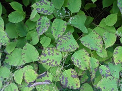 Mycosphaerella polygoni-cuspidati