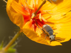 Epicauta fortis