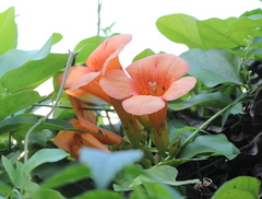 Campsis grandiflora