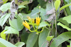 Campsis grandiflora