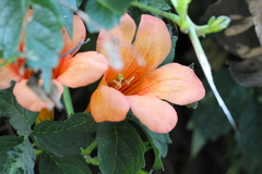 Campsis grandiflora