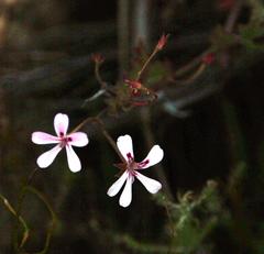 Pelargonium patulum