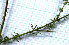 Muraltia chamaepitys